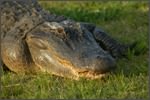 Louisiana Alligator
